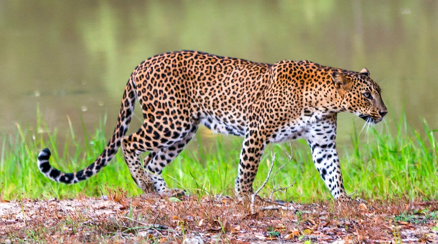 Yala park Leopard