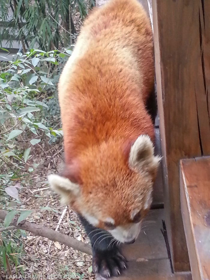 red panda in sichuan